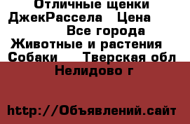 Отличные щенки ДжекРассела › Цена ­ 50 000 - Все города Животные и растения » Собаки   . Тверская обл.,Нелидово г.